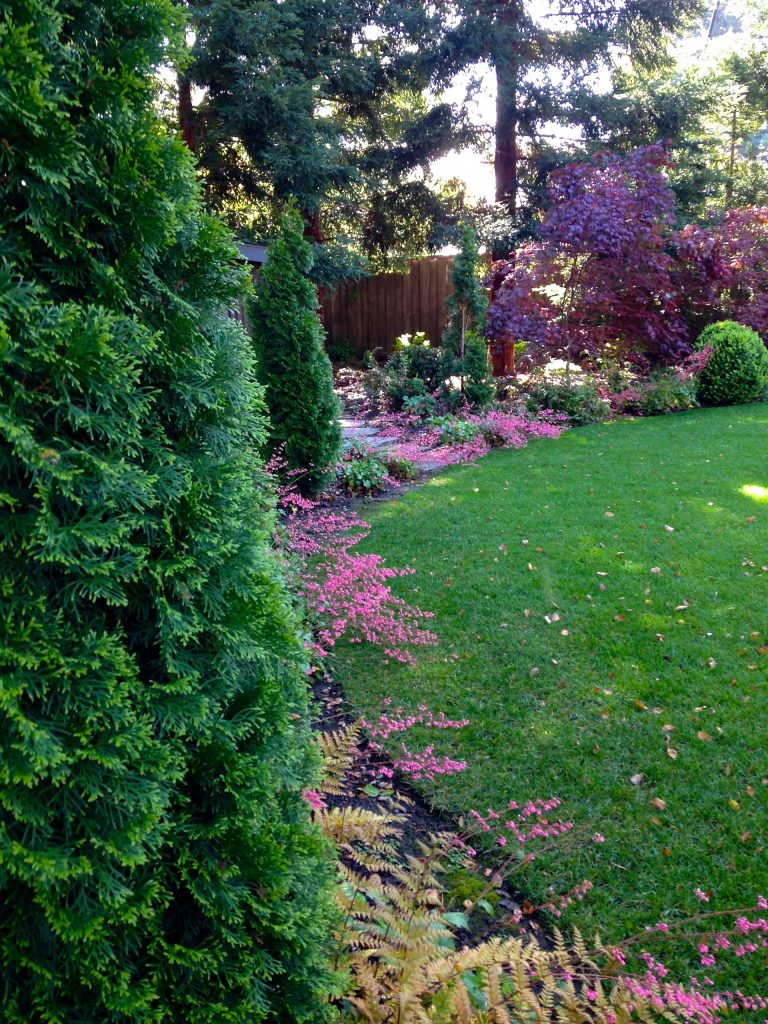 A Spring picture of Heuchera "Wendy", Thuja "Emerald", and "Bloodgood" Japanese maple under the redwoods at the back of the garden. Photo-Chris Jacobson, GardenArt Group