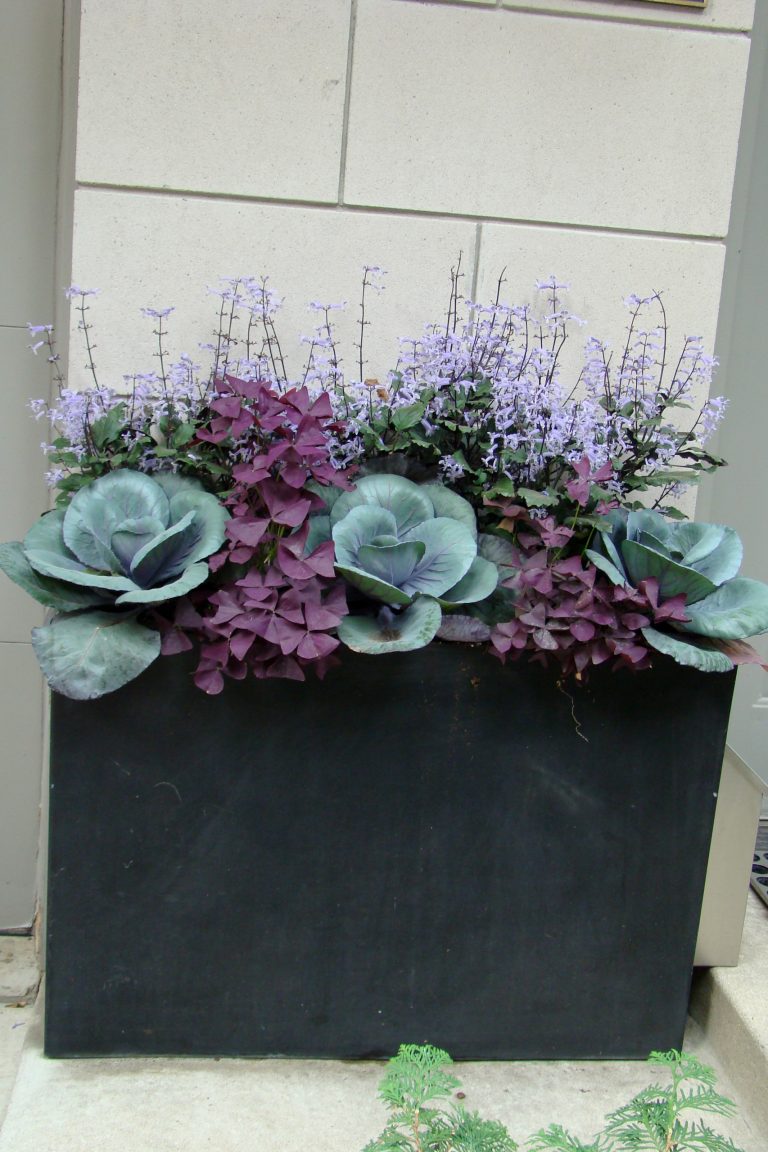 A contemporary planter holds ornamental cabbage, plectranthus and oxalis in a strong and colorful grouping.
