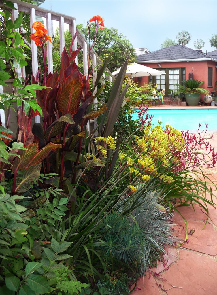 A lively explosion of plants include, orange Canna Lily, and Kangaroo Paws.