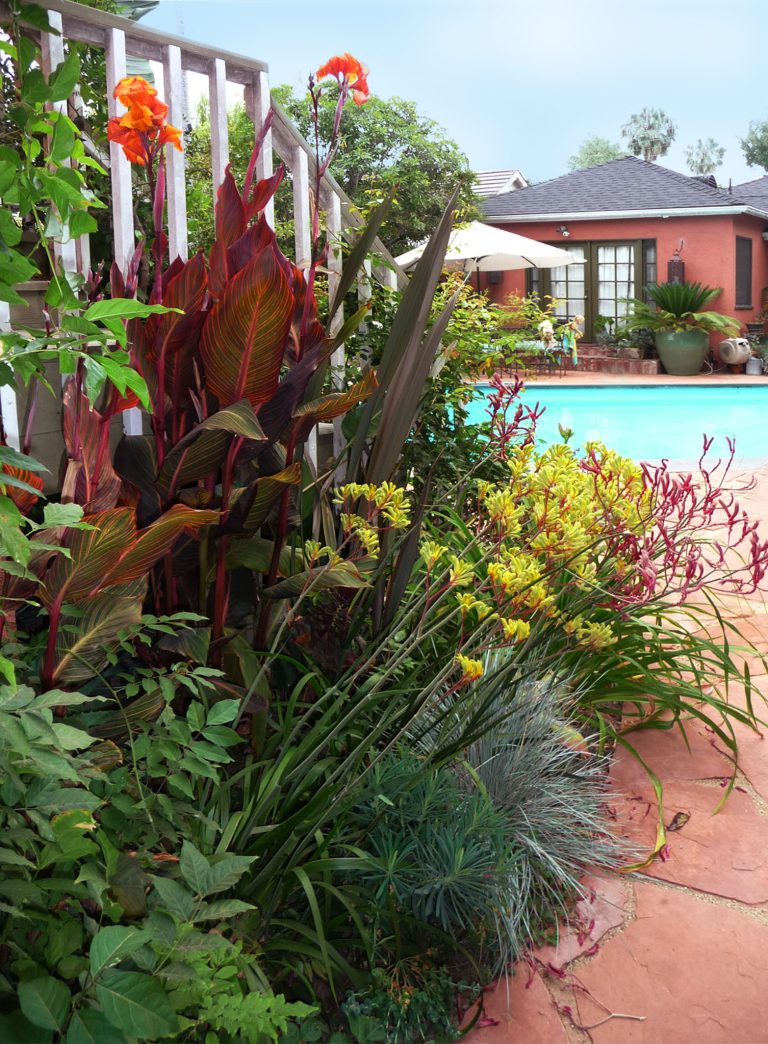 A lively explosion of plants include, orange Canna Lily, and Kangaroo Paws.