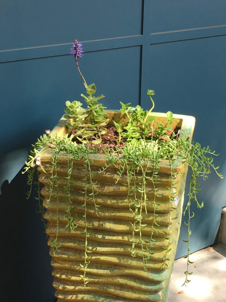 A textured planting container adds visual interest to the front porch. © Photos SFREDD