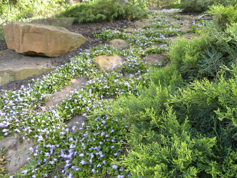 Add a little Mazus to your walkway to create a colorful path.