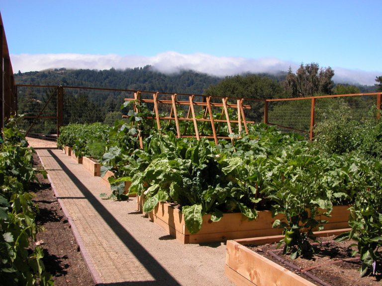Another view of extensive kitchen garden for Portola Valley estate. photo by Galen Fultz