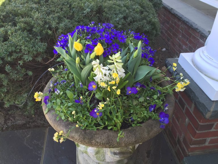 Cool mix of spring flowering daffodils, hyacinth, violas and nemisia