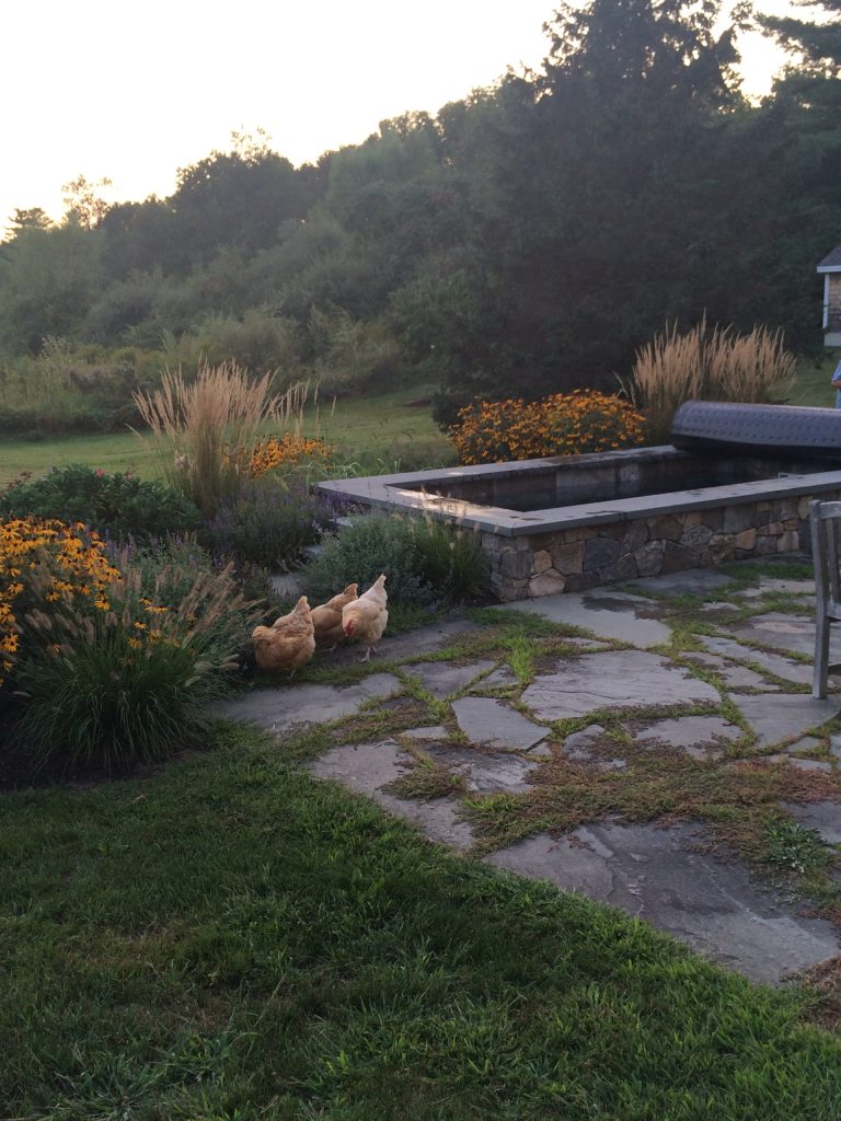 Even backyard chickens are drawn to Soake Pools. Roll back one of our beautiful cover options and enjoy smooth silky water on a hot summer night.
