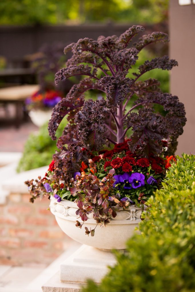 Fall arrangement of kale, mums, peppers, pansies, and plumbago. Hannah Goering Photography