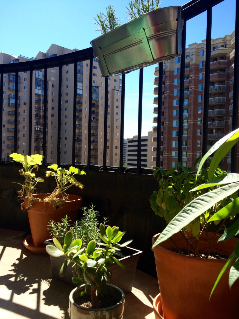 Inspiration for a small eclectic concrete porch container garden remodel in DC Metro with a roof extension by Sarah Chek | Outdoor Photos | Porch | Landscaping | Landscape Design | Outdoor Living Space | Porch Design Ideas | Outdoor Living Space Ideas | Backyard Design