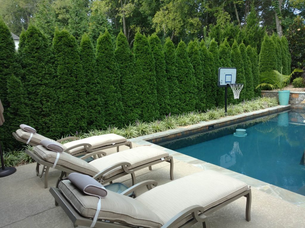 Instant privacy screening for swimming pool with Emerald Green Arborvitae hedge!
