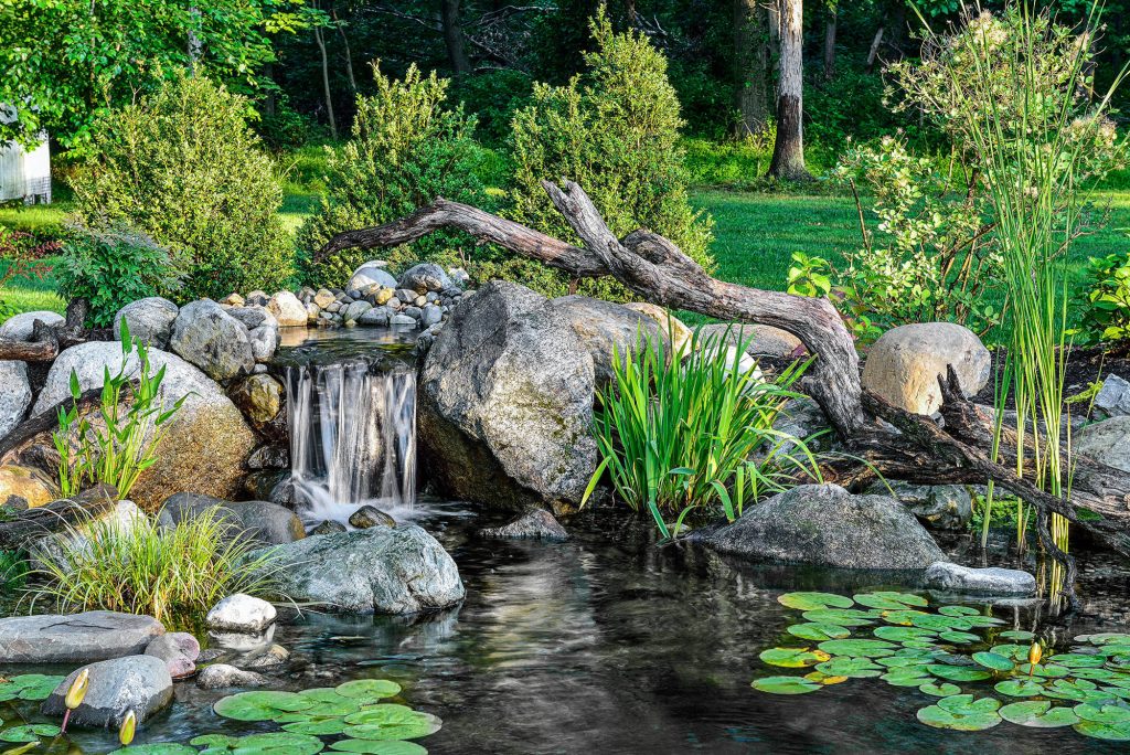 Natural ecosystem pond and waterfall with grasses, water lilies and other aquatic plants.