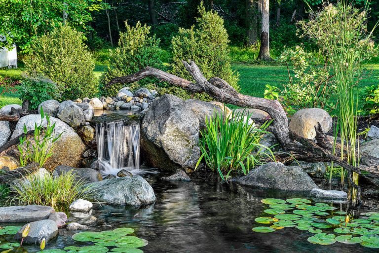 Natural ecosystem pond and waterfall with grasses, water lilies and other aquatic plants.