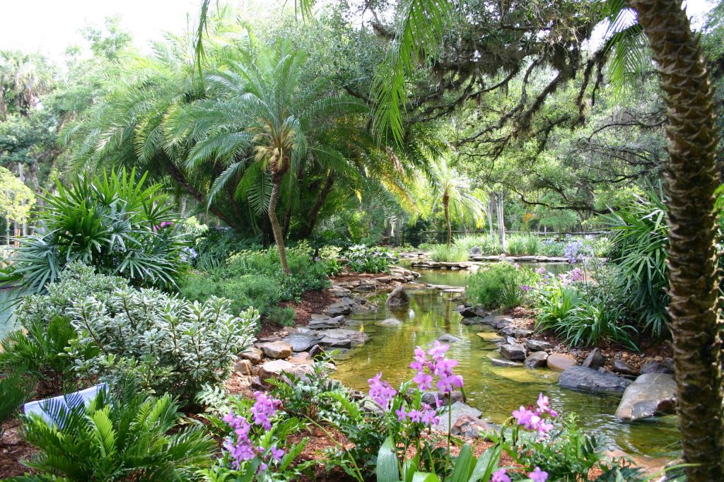 Photo of a tropical backyard pond in Tampa.