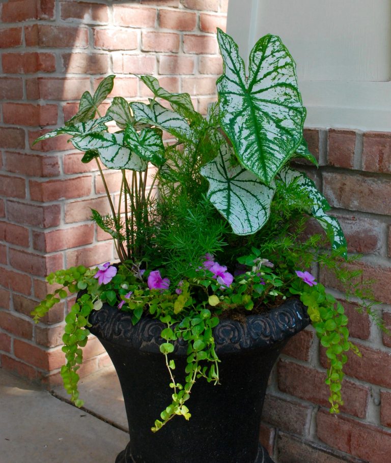 Porch container garden idea in Oklahoma City by Adorn | Outdoor Photos | Porch | Landscaping | Landscape Design | Outdoor Living Space | Porch Design Ideas | Outdoor Living Space Ideas | Backyard Design