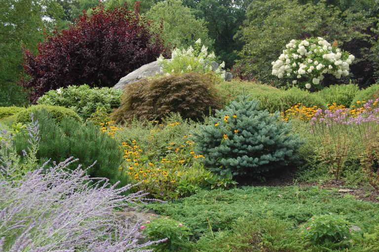 Purple plum, Japanese maple, dwarf blue spruce, mugo pine, rudbeckia, perovskia, hydrangeas, juniper