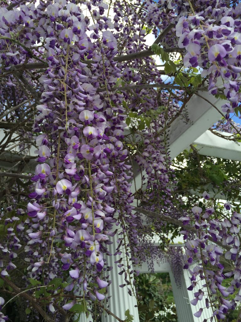 Purple wisteria hangs from an arbor.
