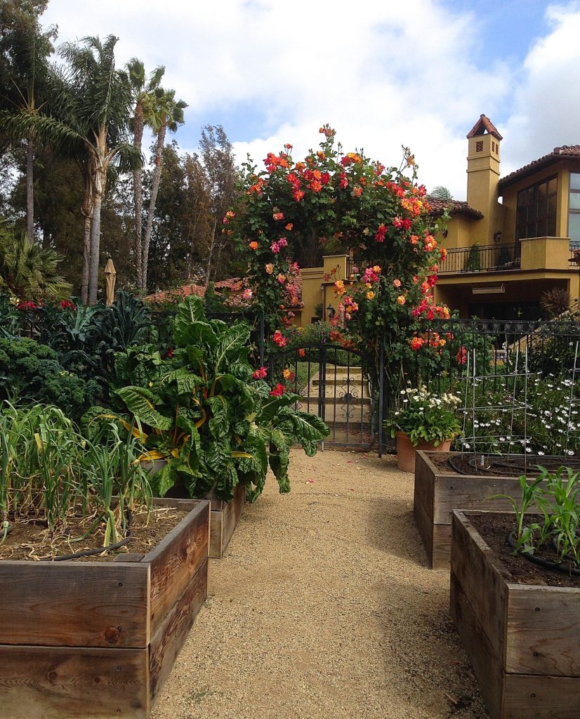 Raised beds and gate surrounded by Joseph's Coat climbing rose in this beautiful garden