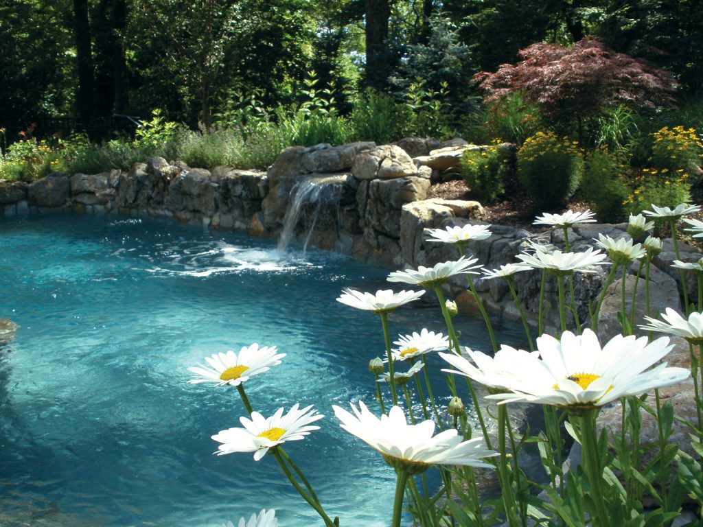 Shasta Daisy and Waterfall matt meaney @ Artisan landscapes and pools