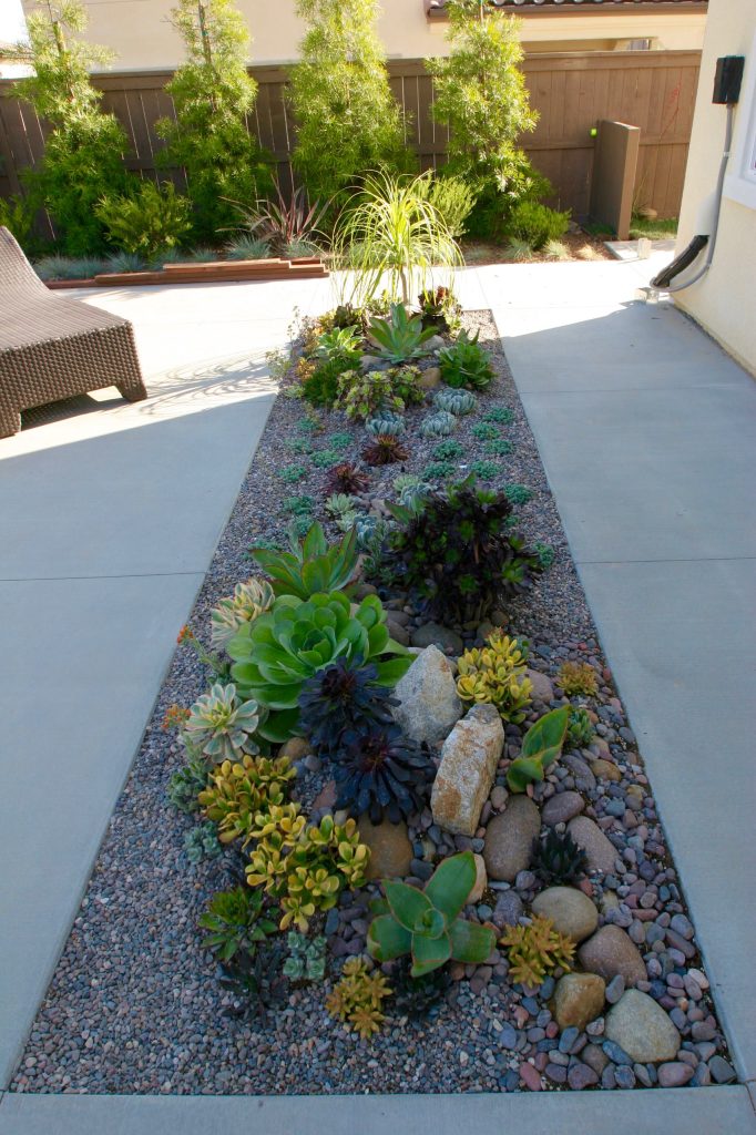 Succulent Strip Garden