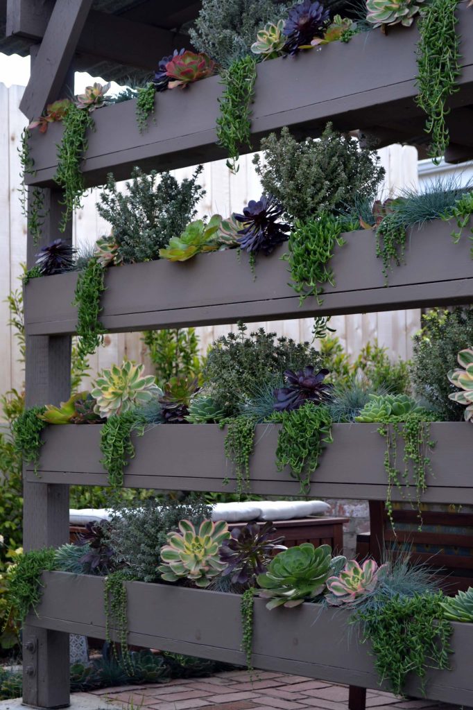 Succulent wall