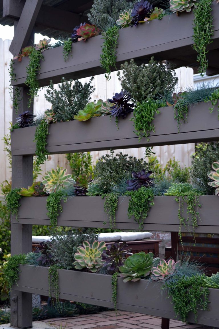 Succulent wall