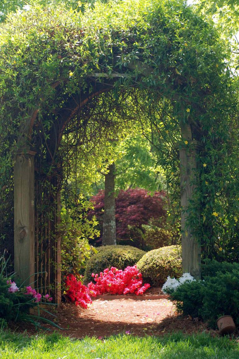 This custom built arbor not only showcases the detail in the wood work, but also puts on a show when the Carolina Yellow Jasmine is in bloom. A spectacular entrance to the perfect garden.