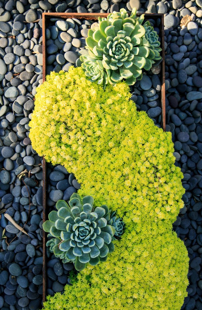 This is an example of a large modern drought-tolerant and partial sun backyard concrete paver landscaping in San Diego.