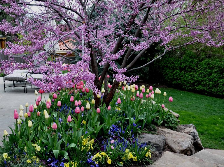 This is an example of a traditional backyard landscaping in Denver for spring.