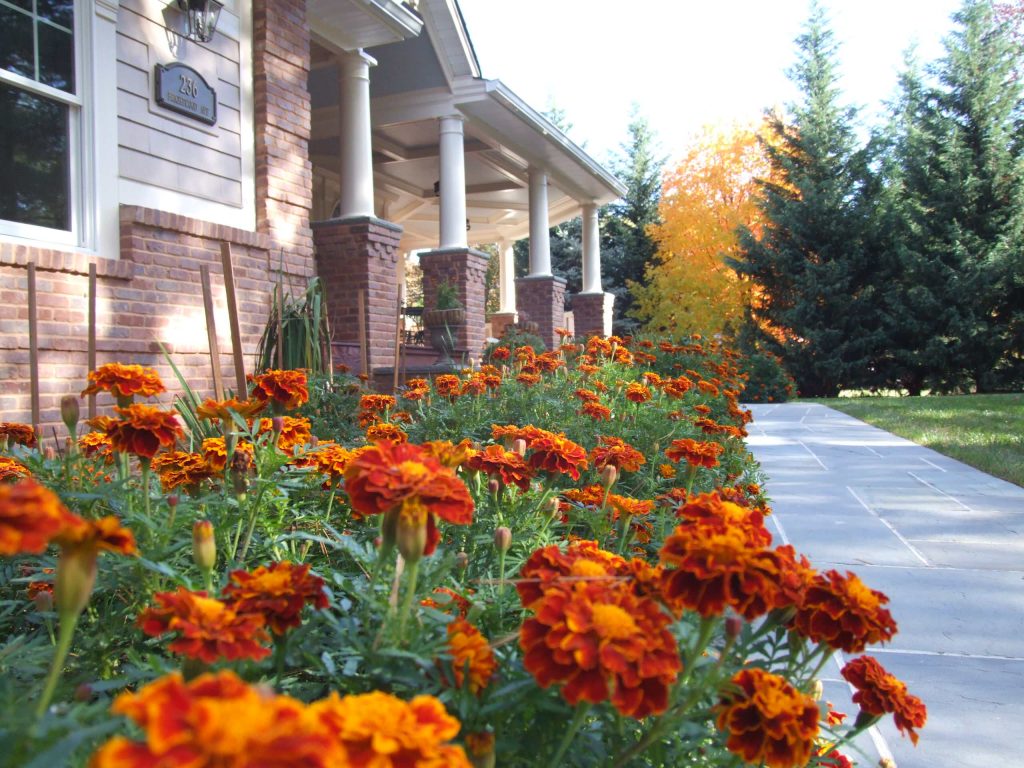 Walking up to this Westfield home, along a pathway of bluestone and warm inviting marigolds. Photo Credit: N. Leonard