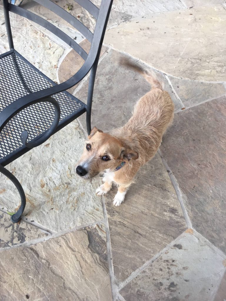 We added a walkway and updated an outdoor grill stand at this 45 year old mid-mod in Benbrook Texas. Boris supervised!