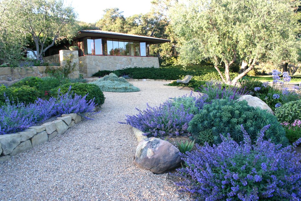 Pathways paved with crushed stone meander through this incredible space. We planted drought tolerant perennials; nepeta, euphorbia, pittosporum tobira wheelers dwarf, dymondia and lavender. Olive trees and Oaks surround this lovely garden.