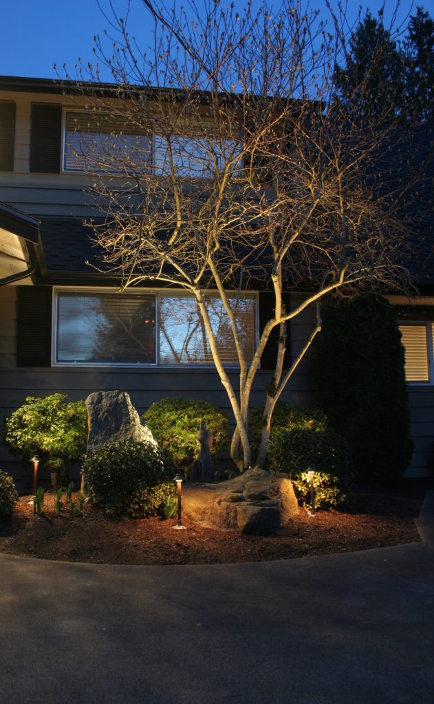 lighting a fantastic branching maple and surrounding landscape. Glacier landscape lighting