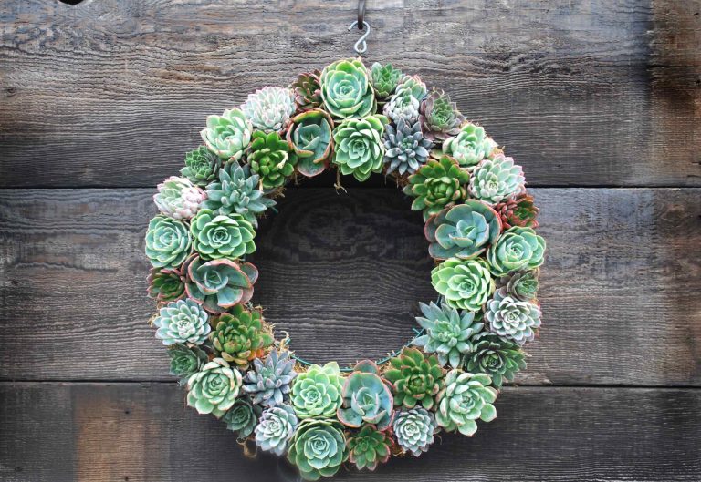 succulent wreath | Lore Patterson
