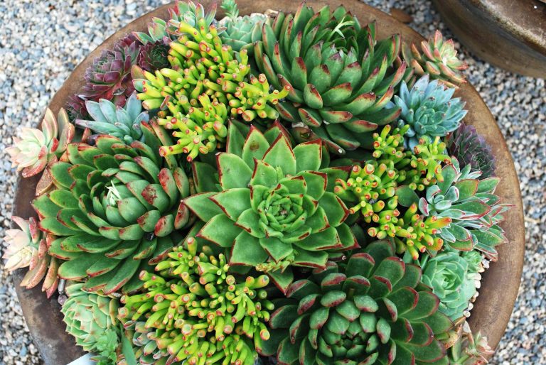 succulents | lore Patterson